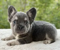 Benny, a male French Bulldog for sale in Weatherford, TX – 3 of 4