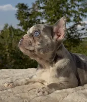 Posie, a female French Bulldog for sale in Weatherford, TX – 2 of 4