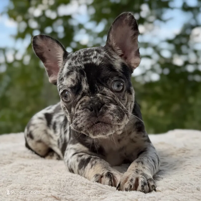 Tilly – French Bulldog puppy for sale in Weatherford, TX