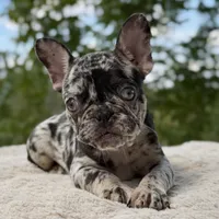 Tilly, a female French Bulldog for sale in Weatherford, TX – 1 of 3