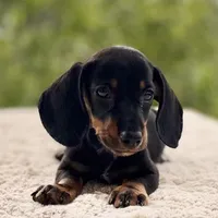 Teddy, a male Miniature Dachshund for sale in Weatherford, TX – 3 of 4