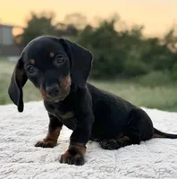 Theo, a male Miniature Dachshund for sale in Weatherford, TX – 2 of 2