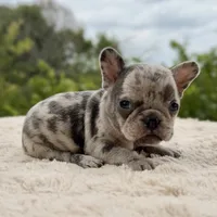 Azure, a female French Bulldog for sale in Weatherford, TX – 2 of 2
