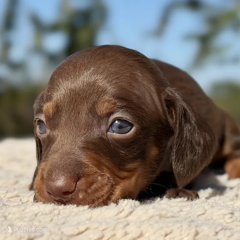 Rolo  – Miniature Dachshund puppy for sale in Weatherford, TX