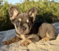Benny, a male French Bulldog for sale in Weatherford, TX – 5 of 5