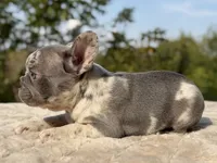 Hattie, a female French Bulldog for sale in Weatherford, TX – 2 of 4