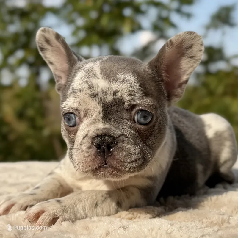 Hattie, a female French Bulldog for sale in Weatherford, TX – 1 of 4