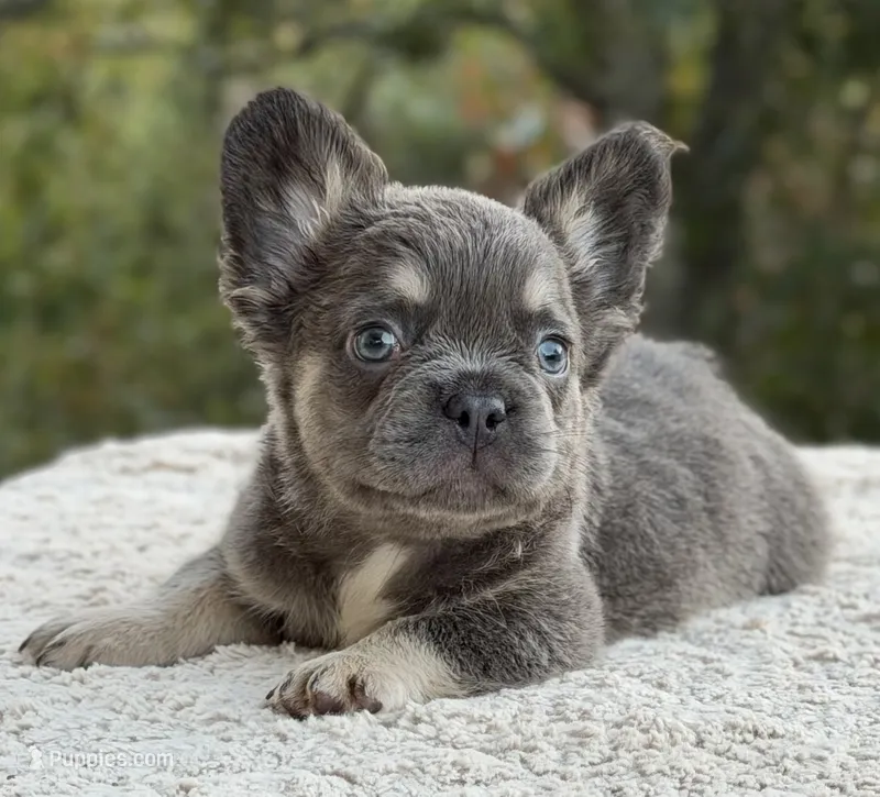 Benny – French Bulldog puppy for sale in Weatherford, TX