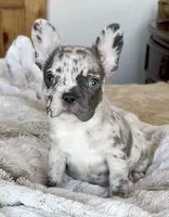 Bella, a female French Bulldog for sale in Weatherford, TX – Photo 1 of 3