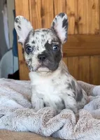 Bella, a female French Bulldog for sale in Weatherford, TX – Photo 2 of 3