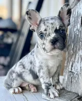 Bella, a female French Bulldog for sale in Weatherford, TX – Photo 3 of 3