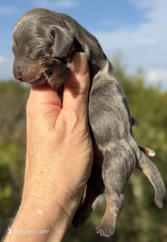 Levi – Miniature Dachshund puppy for sale in Weatherford, TX