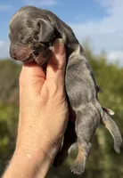Levi, a male Miniature Dachshund for sale in Weatherford, TX – 1 of 1