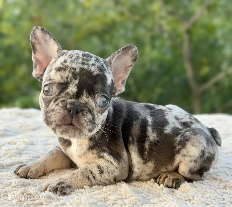 Tilly – French Bulldog puppy for sale in Weatherford, TX