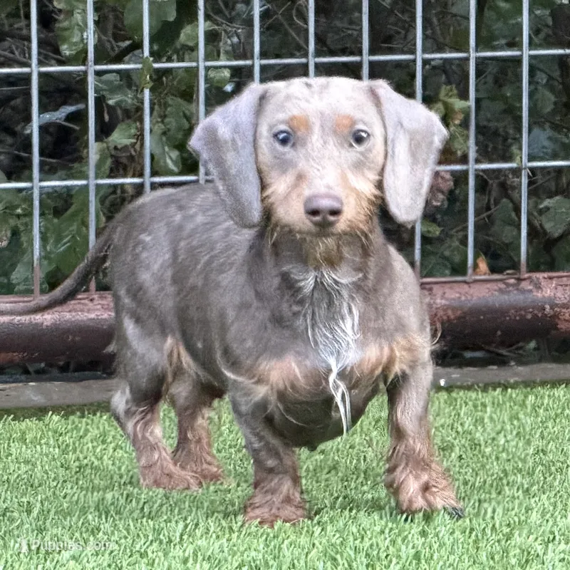 Moxie – Miniature Dachshund puppy for sale in Weatherford, TX