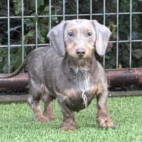 Moxie, a female Miniature Dachshund for sale in Weatherford, TX – 1 of 3