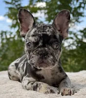 Tilly, a female French Bulldog for sale in Weatherford, TX – 2 of 3