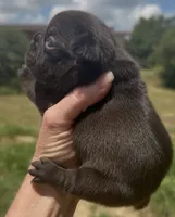 Coco, a female French Bulldog for sale in Weatherford, TX – 2 of 3