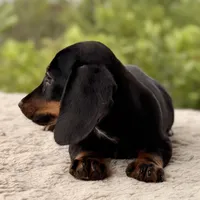 Teddy, a male Miniature Dachshund for sale in Weatherford, TX – 4 of 4