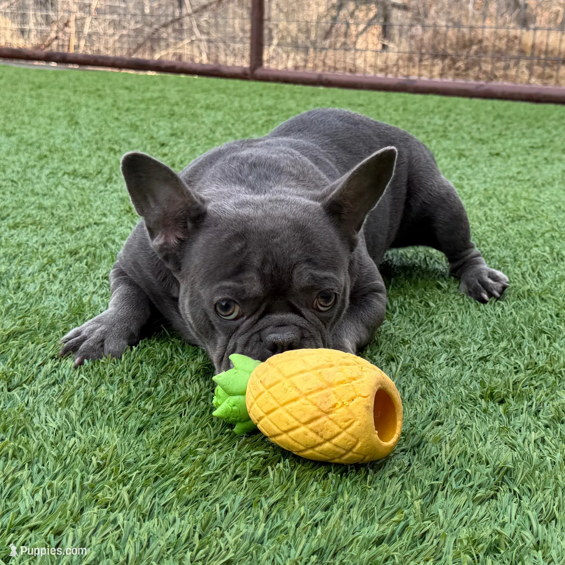 Klondike, a male French Bulldog for sale in Weatherford, TX – Photo 2 of 2