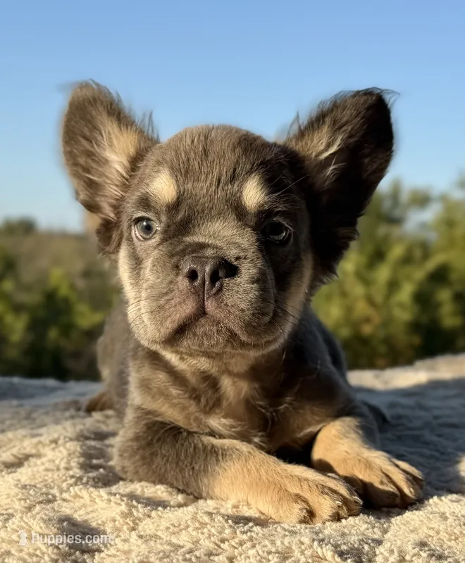 Benny – French Bulldog puppy for sale in Weatherford, TX