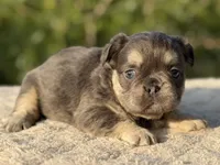 Celine, a female French Bulldog for sale in Weatherford, TX – 3 of 3