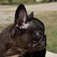 Godiva, a female French Bulldog for sale in Weatherford, TX – 2 of 5