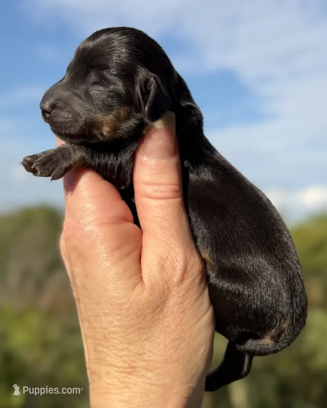 Lottie – Miniature Dachshund puppy for sale in Weatherford, TX