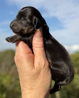 Lottie, a female Miniature Dachshund for sale in Weatherford, TX – 1 of 1