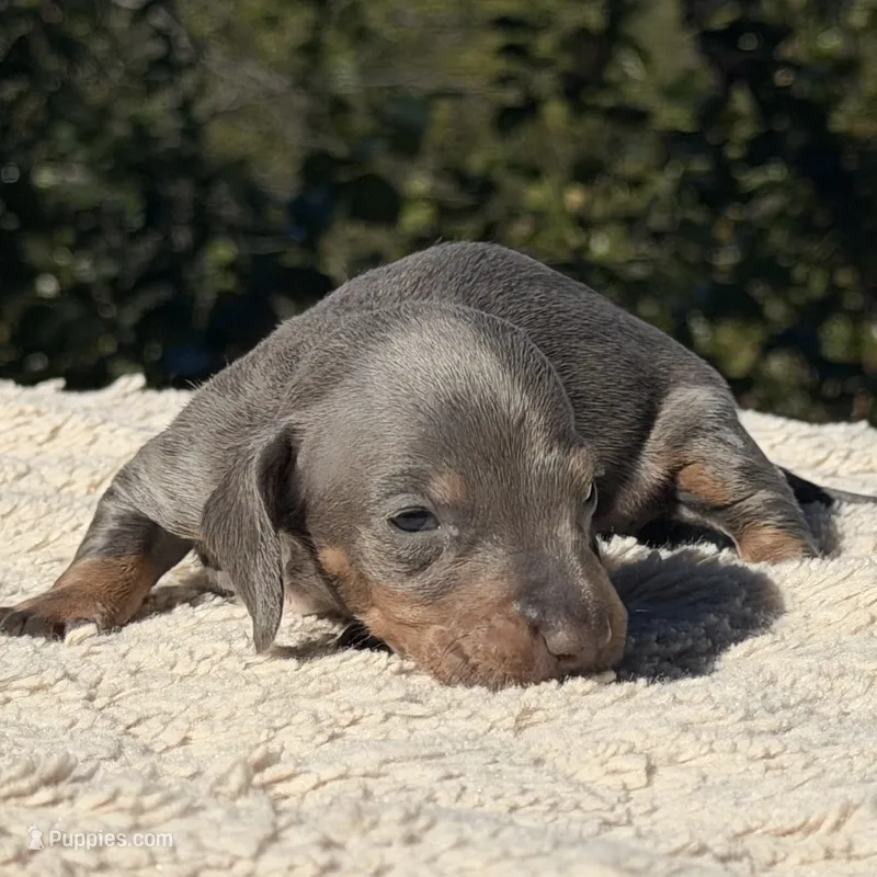 Levi – Miniature Dachshund puppy for sale in Weatherford, TX