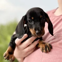 Teddy, a male Miniature Dachshund for sale in Weatherford, TX – 1 of 4