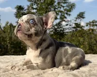 Posie, a female French Bulldog for sale in Weatherford, TX – 3 of 4