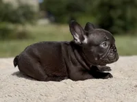 Godiva, a female French Bulldog for sale in Weatherford, TX – 5 of 5