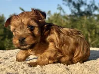 Toffee, a female Yorkshire Terrier for sale in Weatherford, TX – 2 of 2