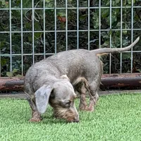 Moxie, a female Miniature Dachshund for sale in Weatherford, TX – 3 of 3
