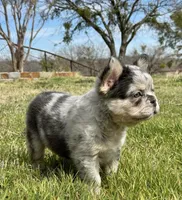Swaggy, a male French Bulldog for sale in Weatherford, TX – Photo 2 of 3