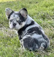 Swaggy, a male French Bulldog for sale in Weatherford, TX – Photo 1 of 3