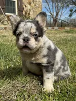 Swaggy, a male French Bulldog for sale in Weatherford, TX – Photo 3 of 3