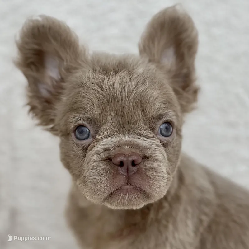 Oakley, a male French Bulldog for sale in Weatherford, TX – Photo 1 of 3