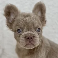 Oakley, a male French Bulldog for sale in Weatherford, TX – Photo 1 of 3