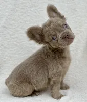 Oakley, a male French Bulldog for sale in Weatherford, TX – Photo 3 of 3