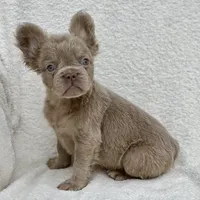 Oakley, a male French Bulldog for sale in Weatherford, TX – Photo 2 of 3