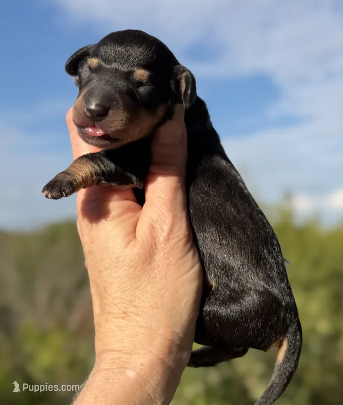 Frankie – Miniature Dachshund puppy for sale in Weatherford, TX