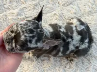 Tilly, a female French Bulldog for sale in Weatherford, TX – 2 of 2