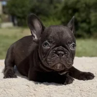 Godiva, a female French Bulldog for sale in Weatherford, TX – 4 of 5