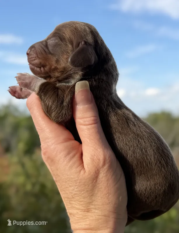 Archie – Miniature Dachshund puppy for sale in Weatherford, TX