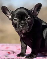Ebony, a female French Bulldog for sale in Weatherford, TX – Photo 2 of 5
