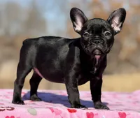 Ebony, a female French Bulldog for sale in Weatherford, TX – Photo 1 of 5