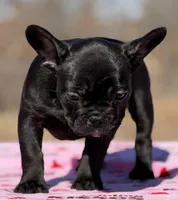 Ebony, a female French Bulldog for sale in Weatherford, TX – Photo 4 of 5