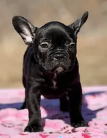 Ebony, a female French Bulldog for sale in Weatherford, TX – Photo 5 of 5